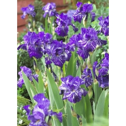 Iris germanica Batik - ampul / yumru / kök