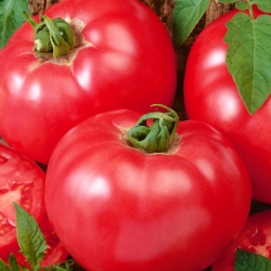 Raspberry tomato 'Faworyt' - buah seberat hingga 0,5 kg - 10 g -  Lycopersicon esculentum Mill - benih