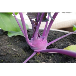 Chou-rave violet foncé "Wener Blue" -  Brassica oleracea var. Gongylodes - Wener Blauwe - graines