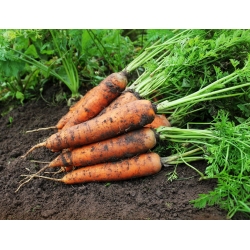 Broker 'Carrot' - pelbagai awal sederhana -  Daucus carota - Broker - benih