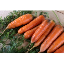 胡萝卜'经纪人' - 中早期品种 -  Daucus carota - Broker - 種子