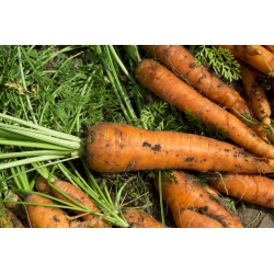 Zanahoria - Flakkese 2 -  Daucus carota - semillas