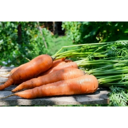Carrot 'Kongo' - medium late variety intended for processing