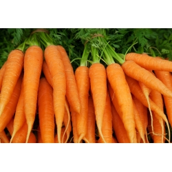 Carrot 'Norton' - medium late variety intended for preserves