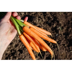 هویج "نورتون" - متوسط نوع دیر برای نگهداری است -  Daucus carota - Norton - دانه