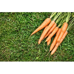 Morcovul "Rubrovitamina" - varietate medie timpurie, recomandat special pentru prelucrarea sucului -   Daucus carota - Rubrovitamina - semințe