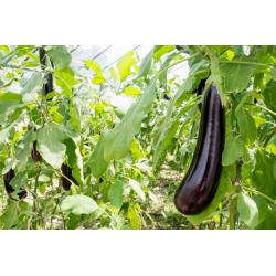 Aubergine 'Violetta Lunga 3'; eggplant
