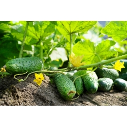 Cucumber 'Prymus' - medium early, extremely productive, intended for preserves