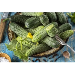 Cucumber 'Rejent' - medium early, especially productive, ideal for preserves and pickling
