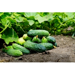 Cucumber 'Tymon' - medium early, bitterless variety