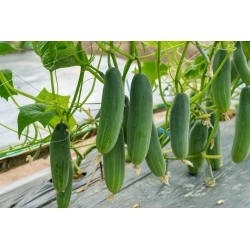 Salad cucumber 'Avalanche' - for cultivation in greenhouses