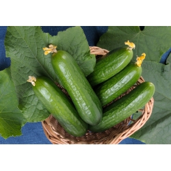 Salad cucumber 'Avalanche' - for cultivation in greenhouses
