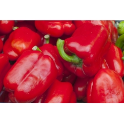 Paprika „Barbórka“ - červená, skorá odroda určená na pestovanie v tuneloch -  Capsicum annuum - Barbórka - semená