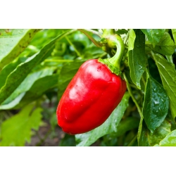 Sweet pepper 'Barbórka' - red, early variety intended for cultivation in tunnels
