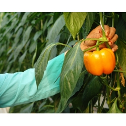 Paprika „Lamia“ - pomarančová odroda na pestovanie v tuneloch a na poli - Capsicum annuum - Lamia - semená