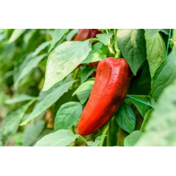 Sweet pepper 'Mercedes' - red, medium early variety with high vitamin C content