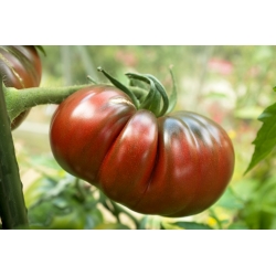 Tomate 'Black Prince' - Hochwachsend, Freilandtomate, saftige, süße und aromatische Sorte, die zum direkten Verzehr empfohlen wird