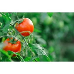 Tomate 'Bohun' - Zwerg Freilandtomate,  sehr frühe mit großen Früchten
