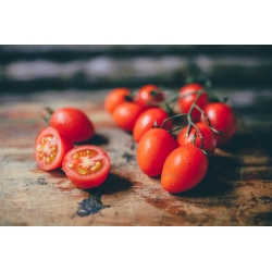Dwarf field tomato 'Chrobry' - medium late, extremely productive variety