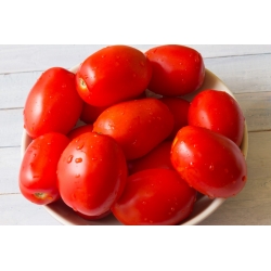 ドワーフ畑のトマト「Chrobry」 - 中期後半、非常に生産的な品種 -  Lycopersicon esculentum - Chrobry - シーズ