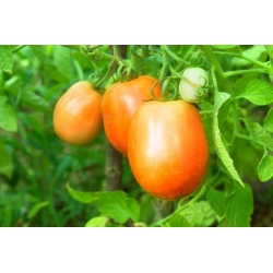 Dwarf field tomato 'Jokato' - medium early, productive orange variety