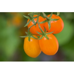 Tomat bidang kerdil, 'Jokato' - varietas oranye sedang dan produktif -  Lycopersicon esculentum - Jokato - biji