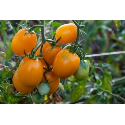 Patuljasti rajčica 'Jokato' - srednje rana, produktivna sorta naranče -  Lycopersicon esculentum - Jokato - sjemenke