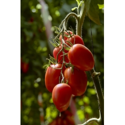 Tomate 'Lambert' - Zwerg Freilandtomate, mittelfrühe, äußerst ergiebige Sorte, die für Pürees empfohlen wird