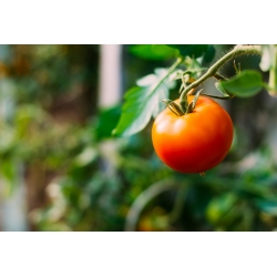 Tomat bidang kerdil, 'Lolek' - varietas oranye yang sangat terlambat direkomendasikan untuk penyimpanan jangka panjang -  Lycopersicon esculentum - Lolek - biji