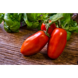 Tomate - S. Marzano 3 -  Lycopersicon esculentum - S. Marzano 3 - graines