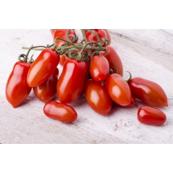 Vysoké pole paradajky 'S. Marzano 3 '- bestseller Stredomoria -  Lycopersicon esculentum - S. Marzano 3 - semená