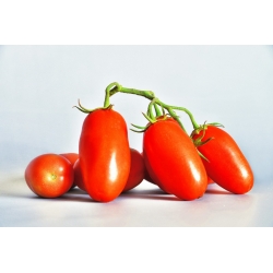 Tomaatti - S. Marzano 3 -  Lycopersicon esculentum - S. Marzano 3 - siemenet