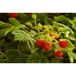 Runnerless wild strawberry - rich in vitamin C and minerals