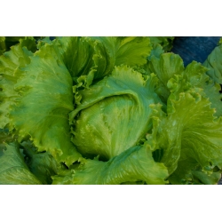 Ledový salát "Bakata" - středně pozdní odrůda -  Lactuca sativa - Bakata - semena