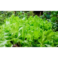 Zelena solata "Bionda a Foglia Riccia" - hitro rastoča sorta za rezane liste - Lactuca sativa - Bionda a Fogglia Riccia - semena