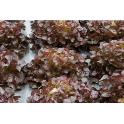 Зелена салата 'Бисциа Росса' - за резано лишће, узгој у пољу и контејнерима - Lactuca sativa - Biscia Rossa - семе