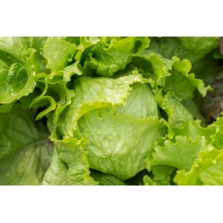 Iceberg lettuce 'Kwiryna' - early field variety