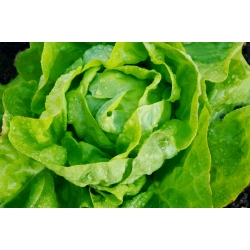Green butterhead salad 'Marta Zielona' - untuk penanaman dalam terowong dan di lapangan -  Lactuca sativa - Marta Zielona - benih