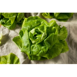Салат масляний 'Модеста' - для вирощування під кришками -  Lactuca sativa - Modesta - насіння
