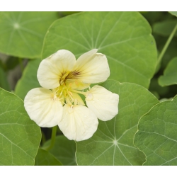 BIO Garden nasturtium - colour variety mix - certified organic seeds; Indian cress, monks cress