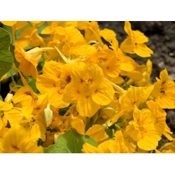 BIO Garden nasturtium - colour variety mix - certified organic seeds; Indian cress, monks cress