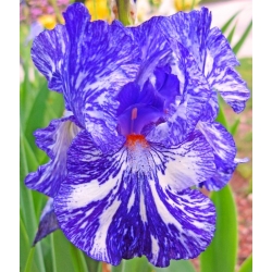 Iris germanica Batik - لامپ / غده / ریشه