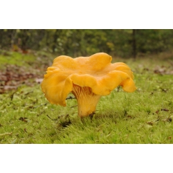 Chanterelle dorée - frai frais (mycélium) - paquet plus large