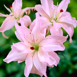 Đôi hoa lily Asiatic lily - Mùa xuân hồng - Lilium Asiatic Spring Pink