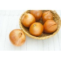 Valgomasis svogūnas - Wolska - apdorotos sėklos - Allium cepa