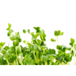 BIO EKO Sprouting seeds - Arugula - certified organic seeds; rocket
