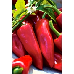 Paprika „Wika“ - červená odroda odporúčaná na pestovanie v tuneloch a na poli - Capsicum annuum - Wika - semená