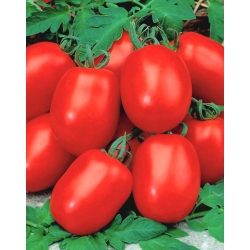 Dwarf field tomato 'Awizo' - early, very productive, resistant to potato blight