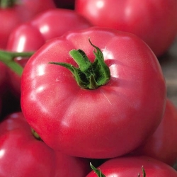 BIO Tomato 'Faworyt' - hạt hữu cơ được chứng nhận -  Lycopersicon esculentum