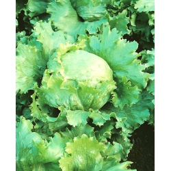 Kepala salad 'Blonde De Paris' - untuk musim bunga, musim panas dan musim gugur budaya - Lactuca sativa - Blonde De Paris - benih